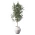 Olive Tree Indoor Plant Set.23 - Thumbnail 2