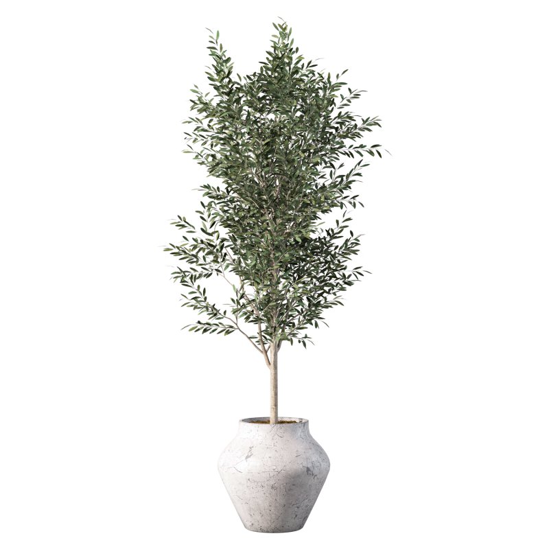 Olive Tree Indoor Plant Set.23 - Image 2