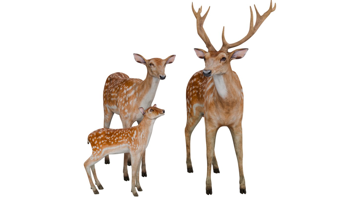 Deer Family - Image 4