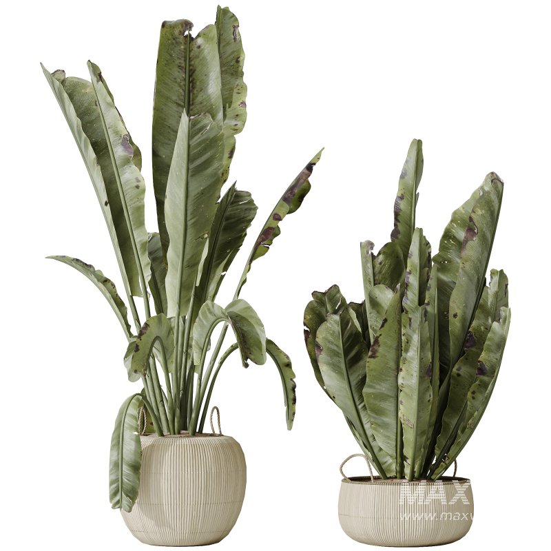 AV Indoor plants set 205 Ravenala Banana Strelitzia Nicolai Bird Of Paradise - Image 1