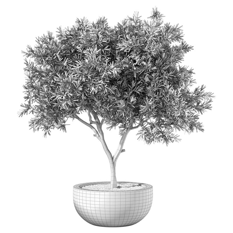 Olive Tree Indoor Plant Set.4 - Image 4