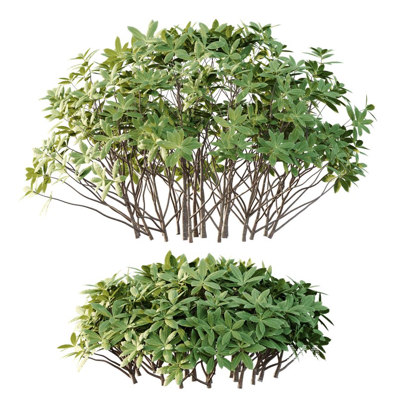 Edgeworthia chrysantha Plant Bush 03 - Image 4