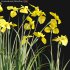 Iris pseudacorus – Yellow flag – 02 - Thumbnail 2