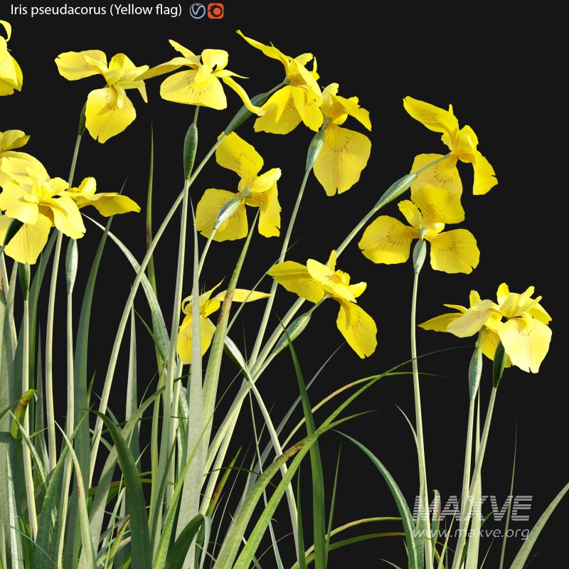 Iris pseudacorus – Yellow flag – 02 - Image 2