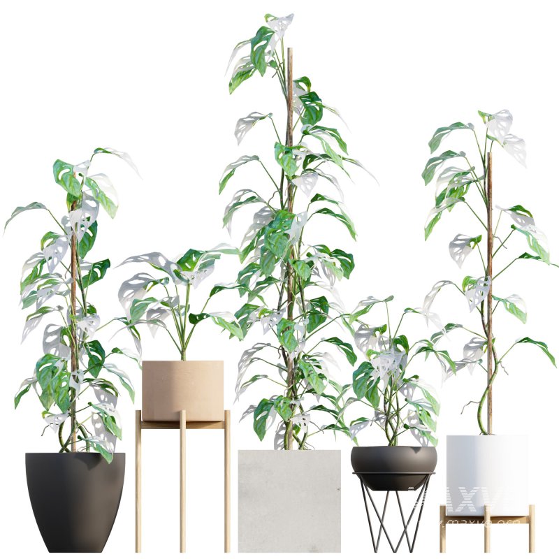 Monstera Adansonii – Swiss Cheese Plant – 02 - Image 1