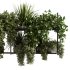 Indoorplants-Hanging plants set-92 - Thumbnail 3