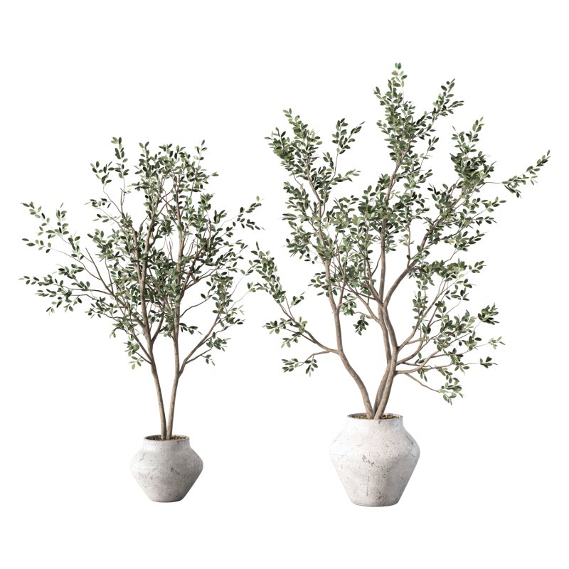 Olive Tree Indoor Plant Set.28 - Image 1