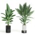 Indoor Plant Tropical Set01 - Thumbnail 1