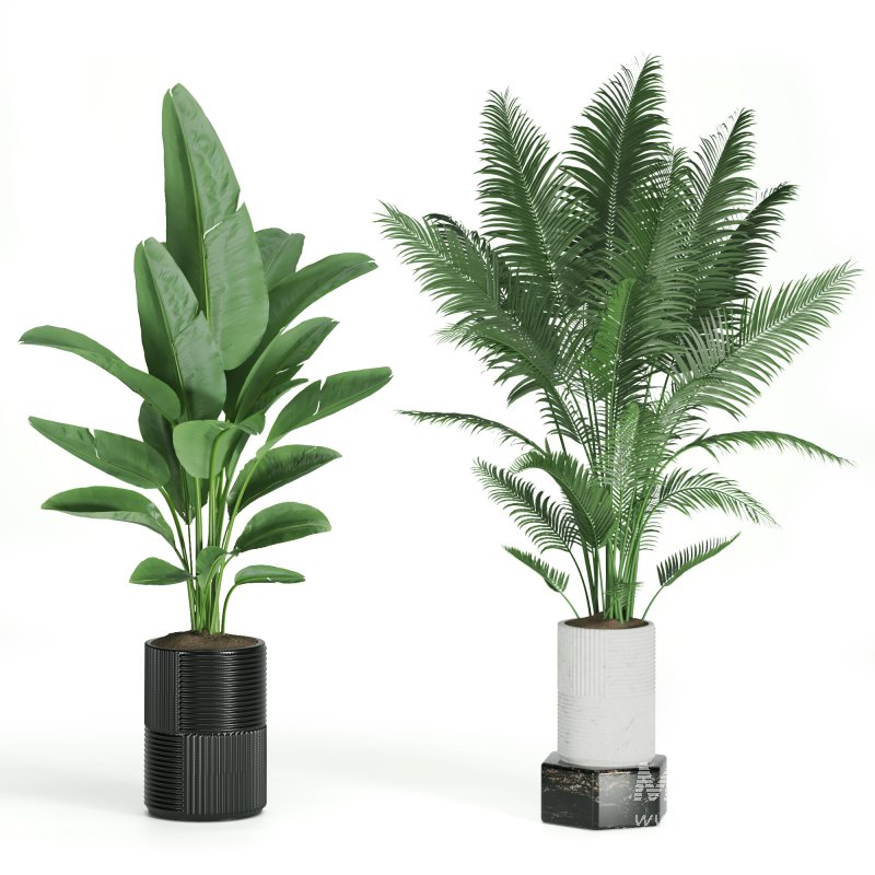 Indoor Plant Tropical Set01 - Image 1