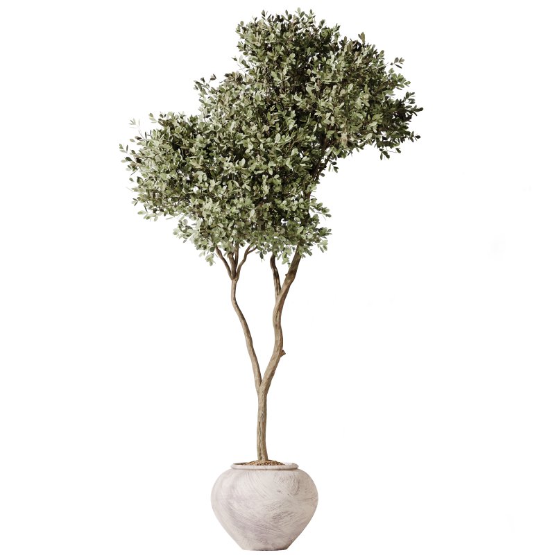 AV Indoor plants set 206 Mission Olive and Areca Palm and Yucca Elephantipes and Calathea Lutea and Dracaena Warneckii - Image 1