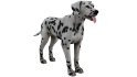 Dalmatian - Thumbnail 8