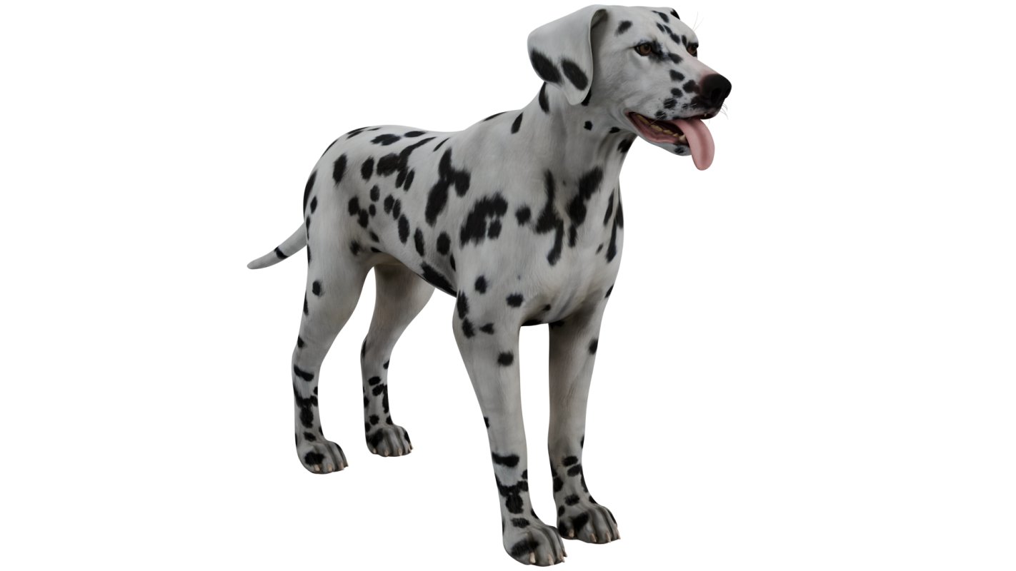 Dalmatian - Image 8