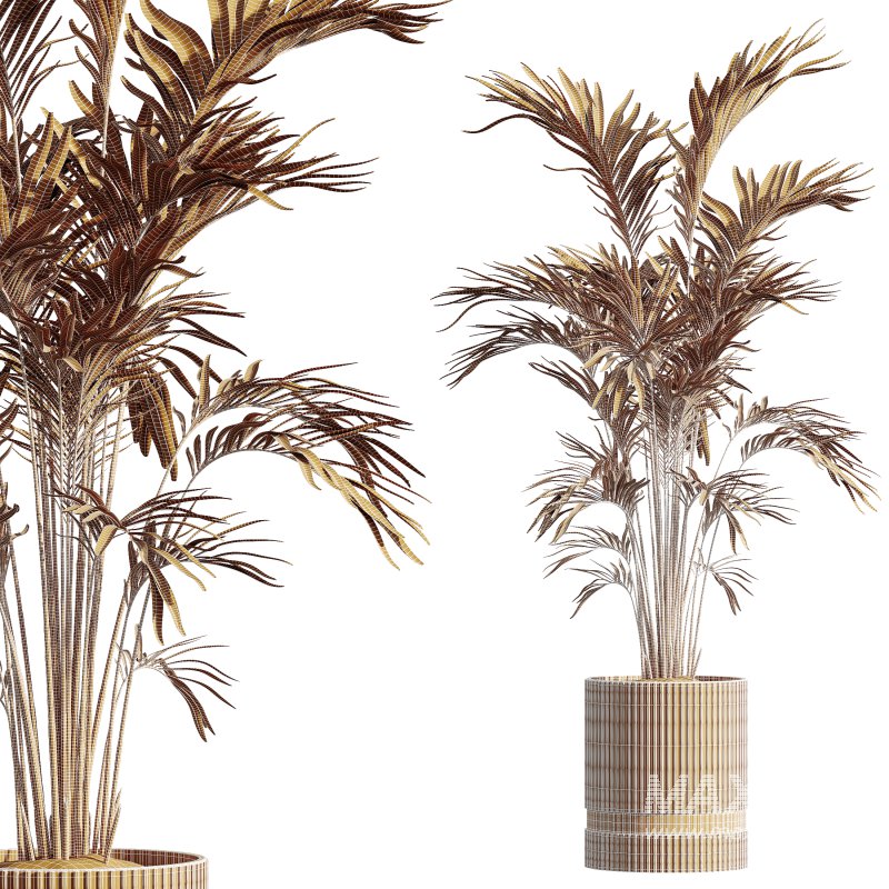 AV HousePlants Areca Majesty Cat Reed Palm - Image 3