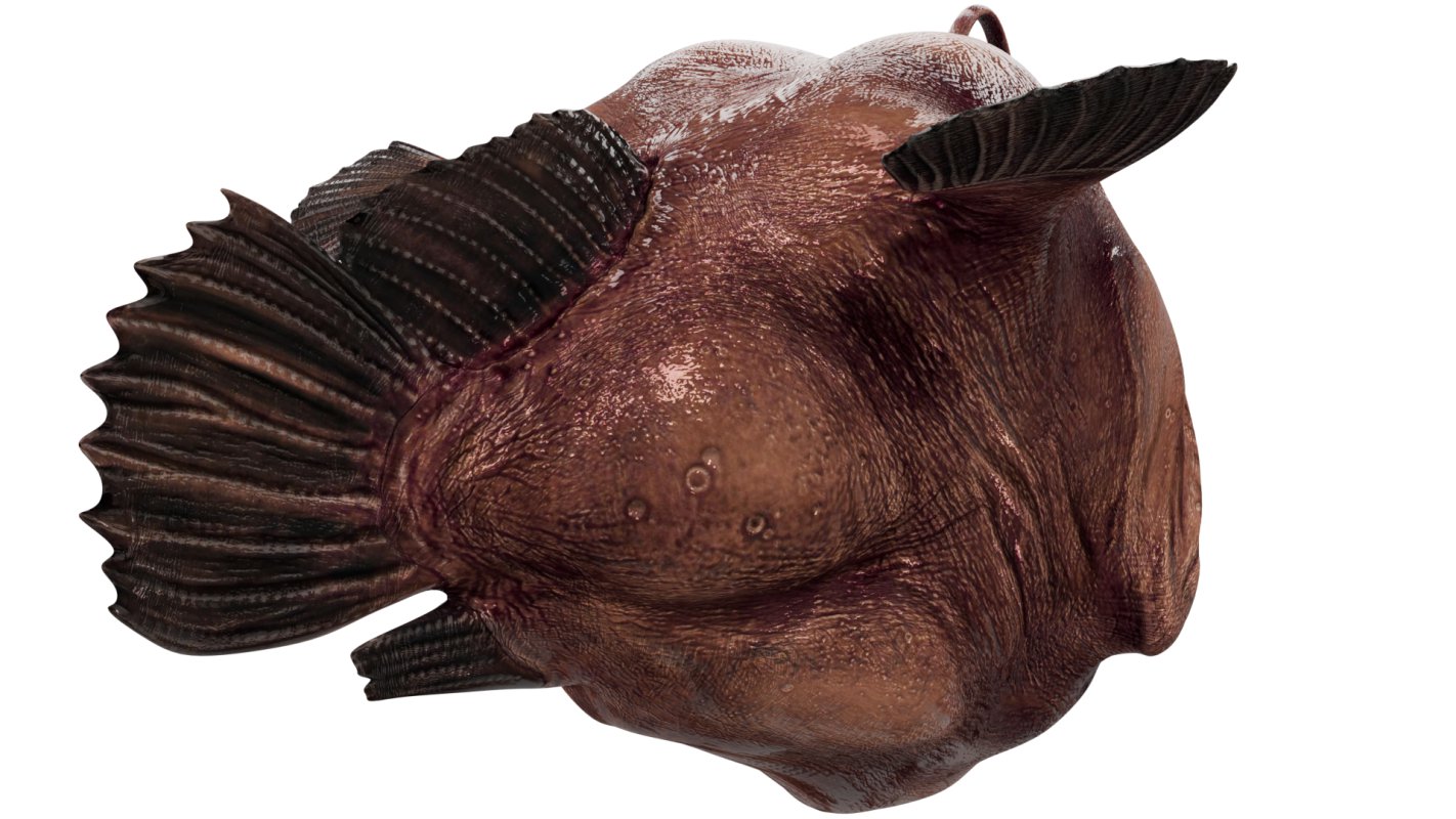 Angler Fish - Image 4