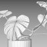 Monstera deliciosa - Thumbnail 7