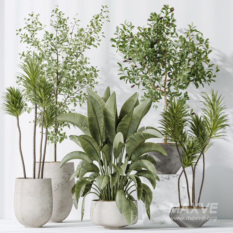 AV Indoor plants set 203 Yucca Aloifolia Rostrata Palm and Olive Eucalyptus and Banana Strelitzia Nicolai and Briful Pachira Aquatica - Image 8