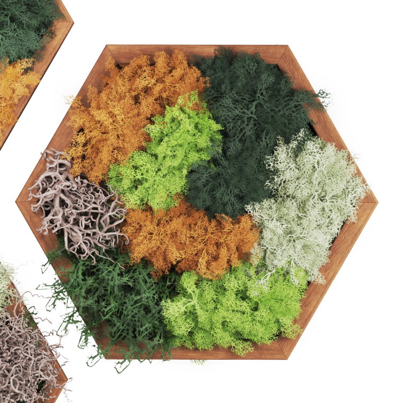 Decorative Fitowall Plant - Image 2