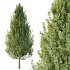 Carpinus Betulus Tree 02 - Thumbnail 3
