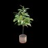 Ficus benghalensis - Thumbnail 4