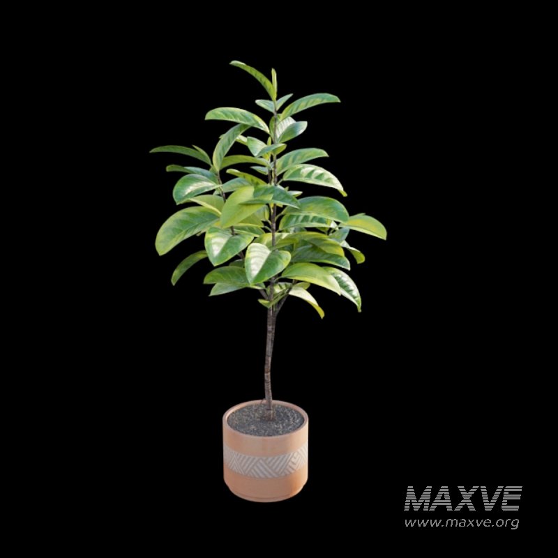 Ficus benghalensis - Image 4