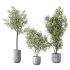 Olive Tree Indoor Plant Set.17 - Thumbnail 1