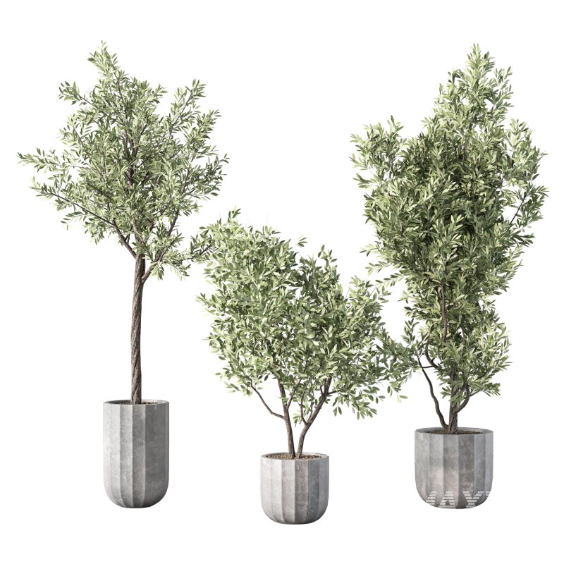 Olive Tree Indoor Plant Set.17 - Image 1