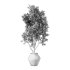 Olive Tree Indoor Plant Set.24 - Thumbnail 1