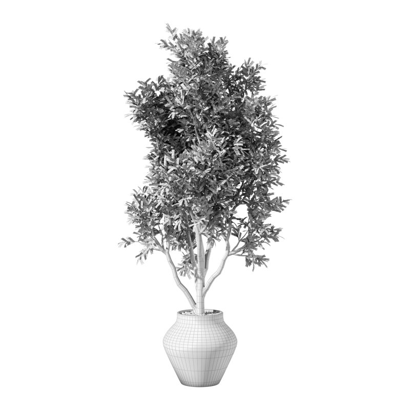 Olive Tree Indoor Plant Set.24 - Image 1