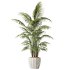 AV Indoor plants set 206 Mission Olive and Areca Palm and Yucca Elephantipes and Calathea Lutea and Dracaena Warneckii - Thumbnail 2