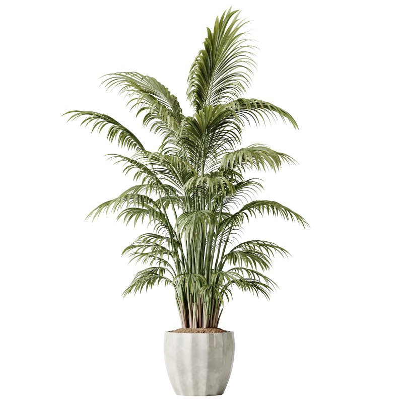 AV Indoor plants set 206 Mission Olive and Areca Palm and Yucca Elephantipes and Calathea Lutea and Dracaena Warneckii - Image 2