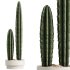 AV Indoor plants set 201 Cactus Opuntia and Candelebra Saguaro Peruvian and Euphorbia Trigona - Thumbnail 3