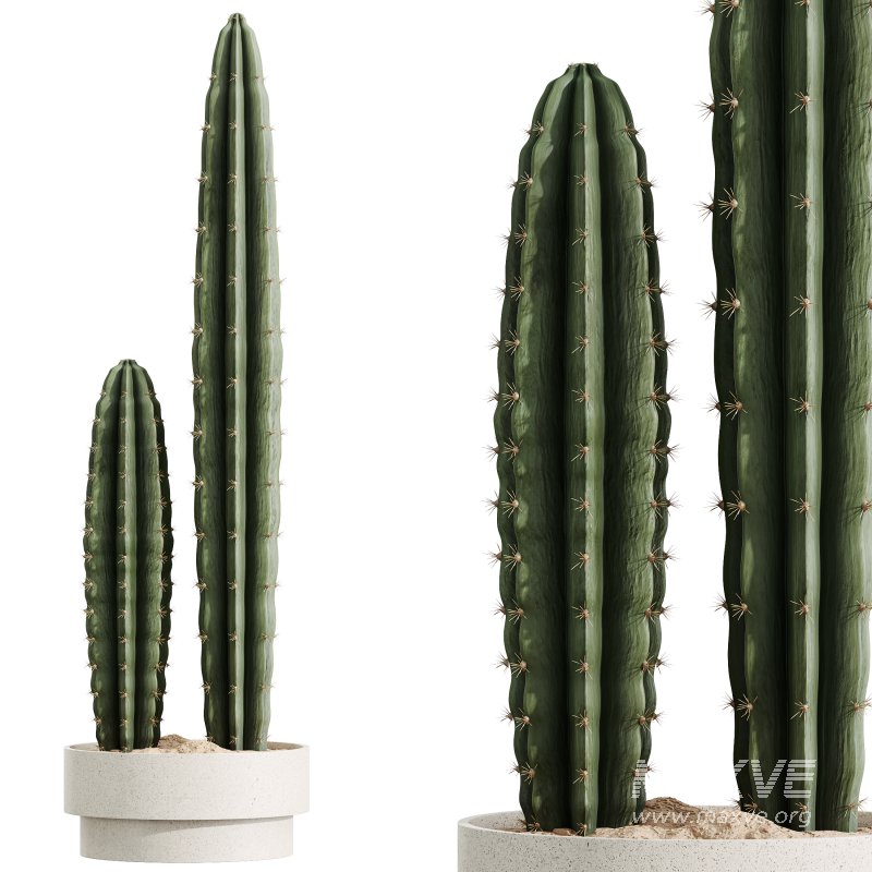 AV Indoor plants set 201 Cactus Opuntia and Candelebra Saguaro Peruvian and Euphorbia Trigona - Image 3