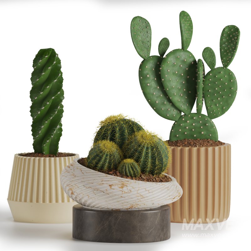 Indoor Plant Cactus set02 - Image 5