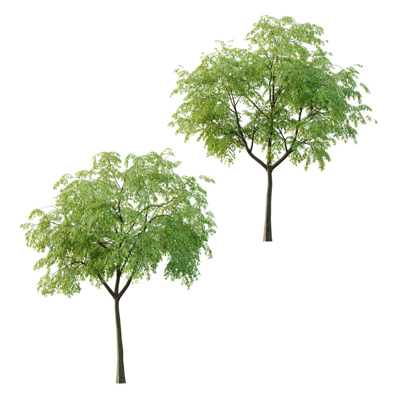 Cinnamomum burmannii Tree 02 - Image 4