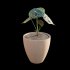 Anthurium clarinervium - Thumbnail 6