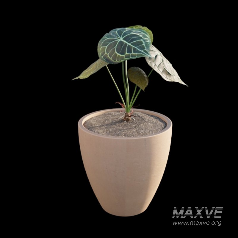 Anthurium clarinervium - Image 6