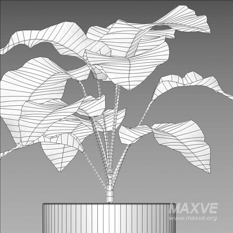 Monstera Adansonii – Swiss Cheese Plant – 02 - Image 7