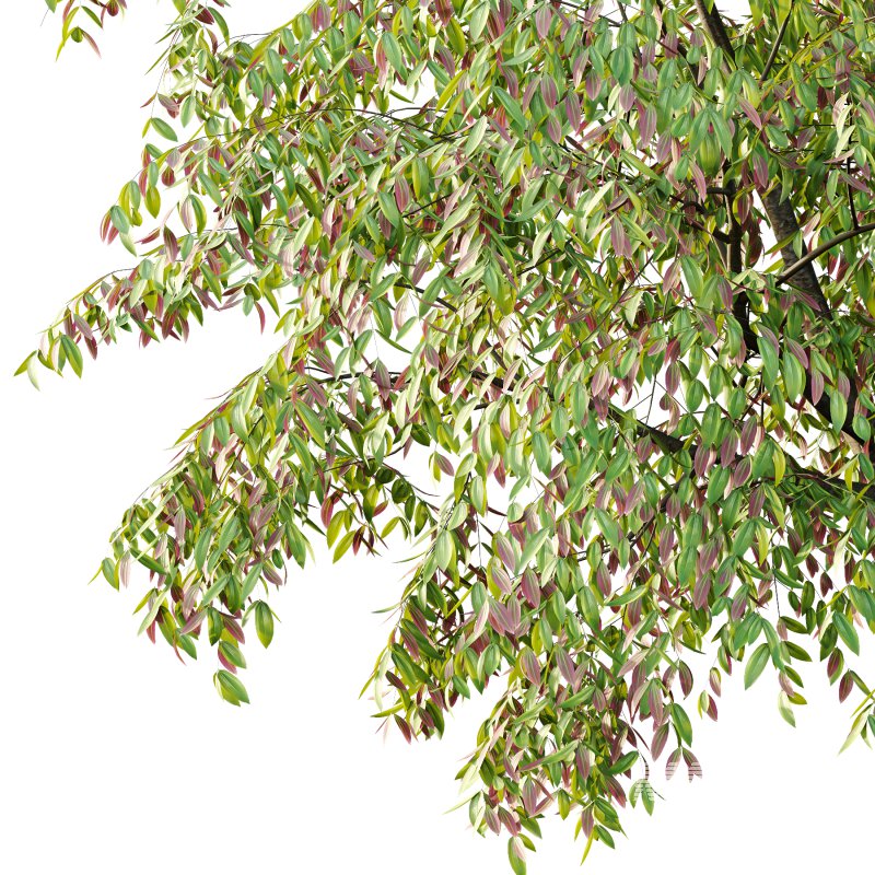 Cinnamomum burmannii Tree 04 - Image 1