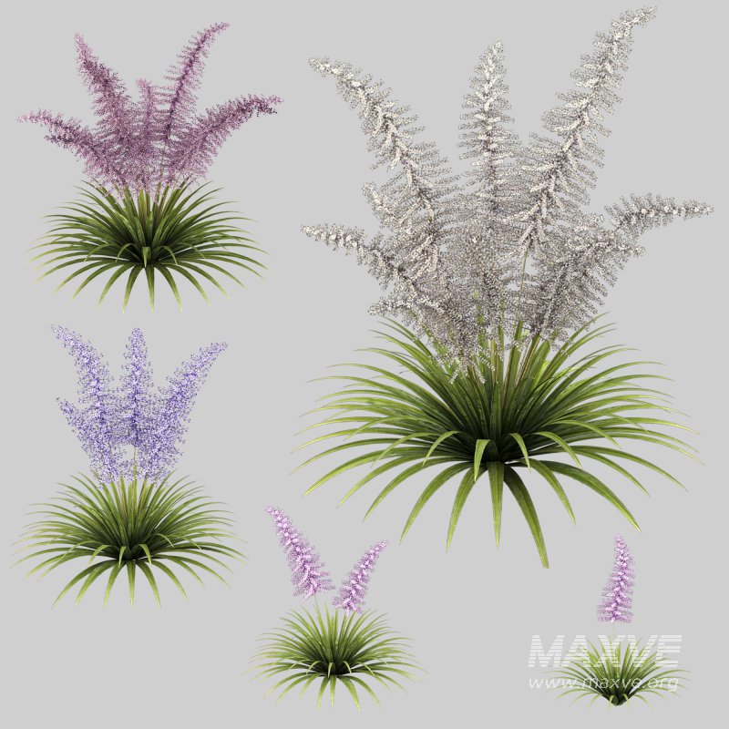 Elegant fern bush - Image 5