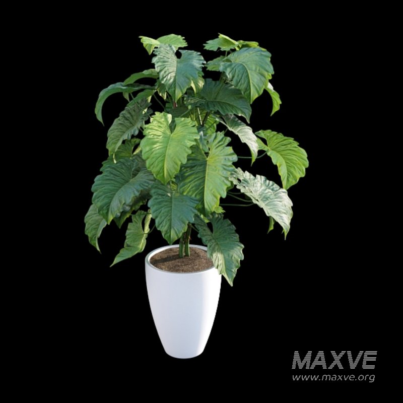 Philodendron subincisum - Image 2