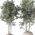 Olive Tree Indoor Plant Set.16 - Thumbnail 2