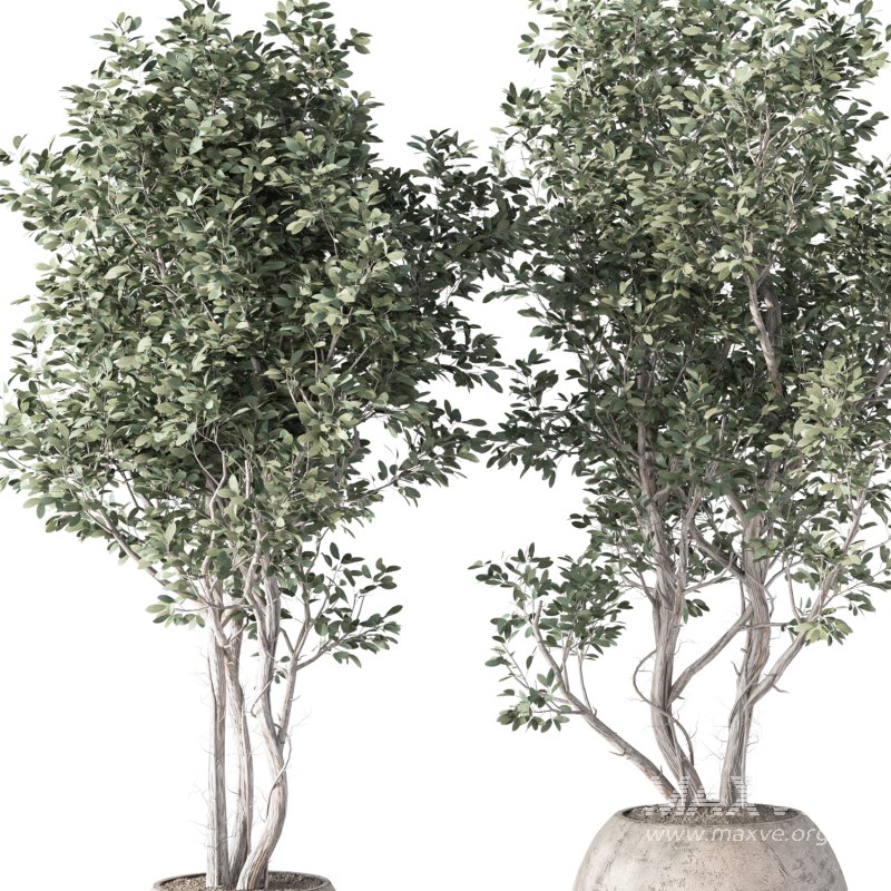 Olive Tree Indoor Plant Set.16 - Image 2