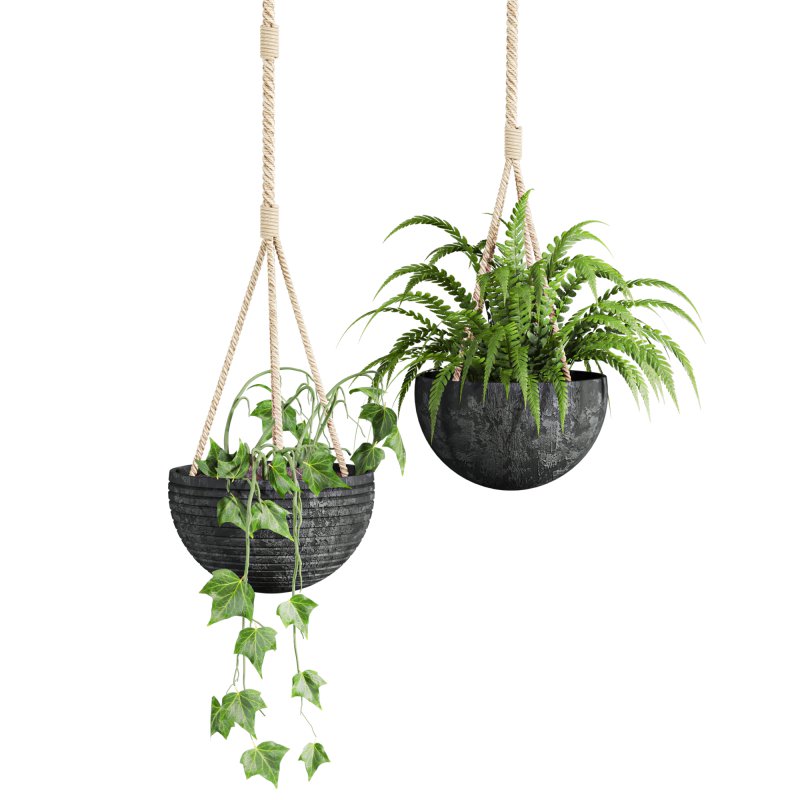 hanging plants - Image 3