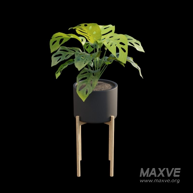 Monstera Adansonii – Swiss Cheese Plant – 02 - Image 2