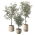 Olive Tree Indoor Plant Set.7 - Thumbnail 1