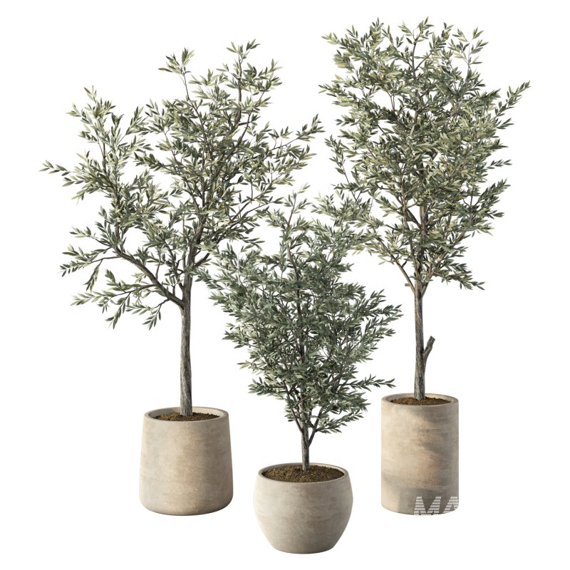 Olive Tree Indoor Plant Set.7 - Image 1