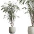 AV HousePlants Japandi Decorative Minimalism Ficus Dracaena Marginata21 - Thumbnail 1