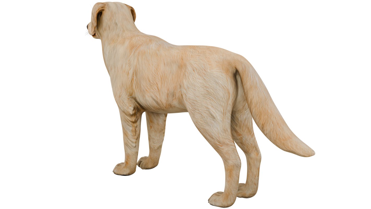 Golden Retriever - Image 5