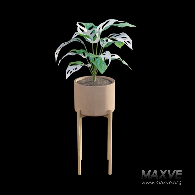 Monstera Adansonii – Swiss Cheese Plant – 02 - Image 2