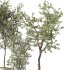 Olive Tree Indoor Plant Set.12 - Thumbnail 3